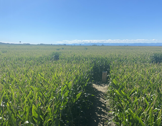 Le Labyrinthe de Kamouraska : Une aventure unique et record mondial !