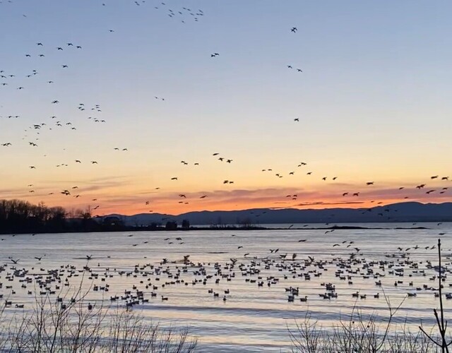 Montmagny, capitale de l'oie blanche